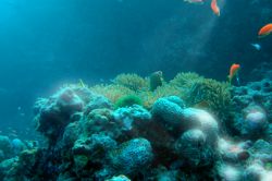 Tomato Clownfish. Originaly shot in the Maldives, highlig... by Grant Kennedy 